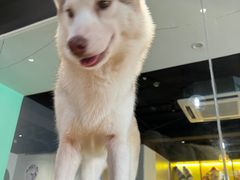 -Husky Go! 哈士奇体验馆·宠物咖啡厅狗咖