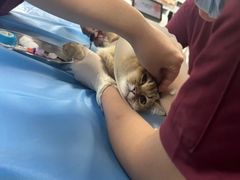 -纳吉亚猫专科动物诊疗中心(蒋宅口分院)