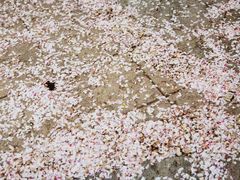 -海棠花溪(元大都城垣遗址公园)