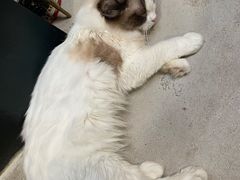 -猫色咖啡·猫咖