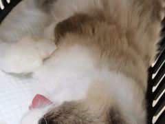 -爱侣·安琦尔宠物医院·中兽医针灸·心内科·狂犬免疫点(宝山区院)