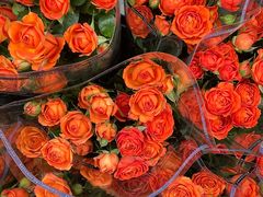 -循礼门鲜花花市(武汉循礼门店)