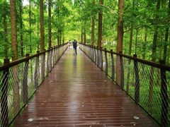 -黄海国家森林公园