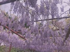 -嘉定紫藤园