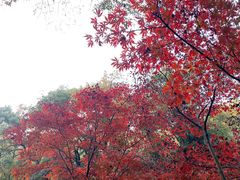 -岳麓山风景名胜区