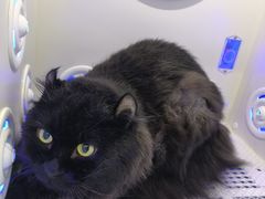 -爱洗澡的猫(望京店)
