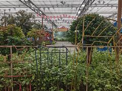 -南宫五洲植物乐园
