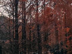-白水寺森林公园