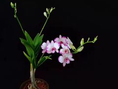 -北京植物园-展览温室