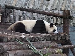 -泉州海丝野生动物世界