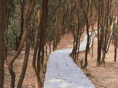 -火炉山森林公园