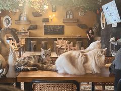 -猫猫幼稚园·撸猫·桌游·电玩