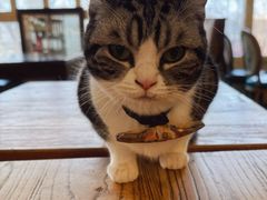 -猫小院猫主题餐厅(南锣旗舰店)