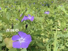 -苏州上方山国家森林公园