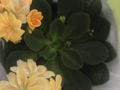 -龙大花卉苗木市场