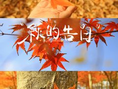 -上海共青森林公园