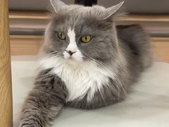 -喵园·猫主题咖啡厅·撸猫·猫咖(国贸店)