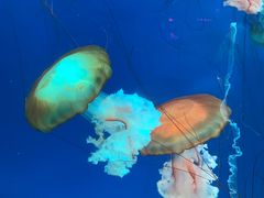 -南昌融创海世界