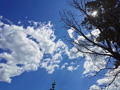 -苏家坨柳林村二月兰花海