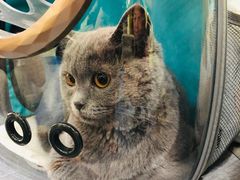 -瑞鹏宠物医院·爱宠堂·骨外专科(西荷分院)