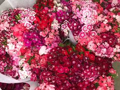 -三圣花乡旅游区