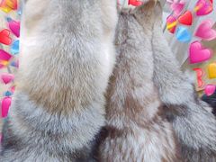 -Husky Go! 哈士奇体验馆·宠物咖啡厅狗咖