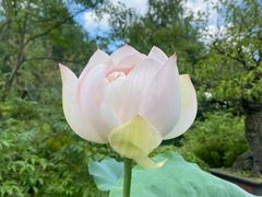 -杭州植物园