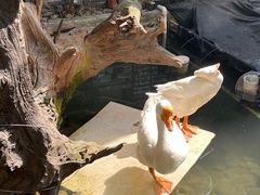 -优之名鹅城