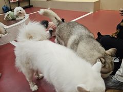 -和它·交个朋友·狗咖猫咖(爱琴海店)