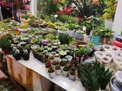 -双季花艺园艺市场(浦东店)