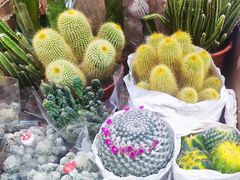 -循礼门鲜花花市(武汉循礼门店)