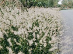 -永定河休闲森林公园