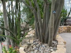 -北京植物园-展览温室