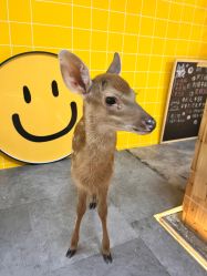 -神奇动物撸宠馆·羊驼·小浣熊·异宠(豫园店)