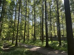 -黄海国家森林公园