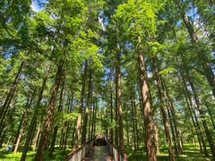 -黄海国家森林公园