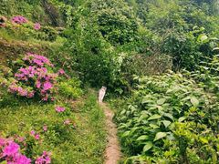 -南山植物园