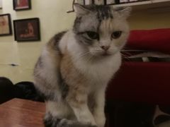 -猫色咖啡·猫咖