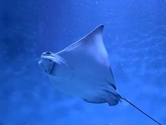 -上海海洋水族馆