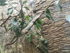 -上海大自然野生昆虫馆(东方明珠·爬宠昆虫探索中心)
