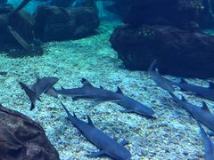 -多彩贵州城极地海洋世界