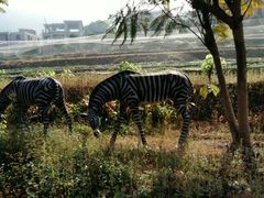 -泉州海丝野生动物世界