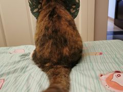 -吴日彪蒜香猪牛排(水巷口店)