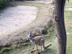 -泉州海丝野生动物世界