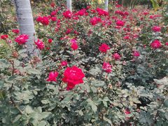 -人民公园(罗湖区)