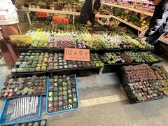 -三圣花乡旅游区