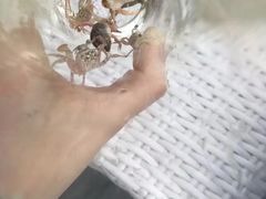 -金巴兰鱼市场