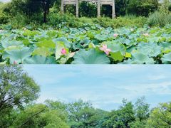 -西溪国家湿地公园