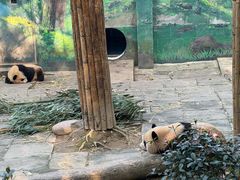 -中国大熊猫保护研究中心雅安碧峰峡基地