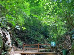 -西双版纳原始森林公园
